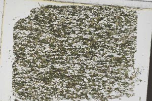 Plane Polarized, S48640