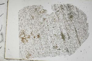 Plane Polarized, S48641