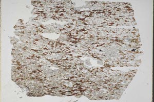 Plane Polarized, S48654