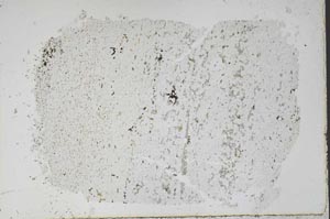 Plane Polarized, S48655
