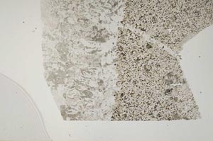 Plane Polarized, S48666