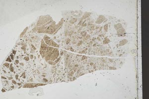 Plane Polarized, S48731