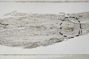 Plane Polarized, S48761