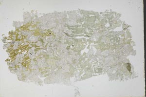 Plane Polarized, S48786