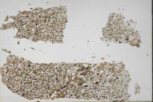 Plane Polarized, S48888