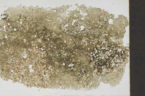 Plane Polarized, S48890