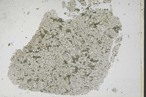Plane Polarized, S48898