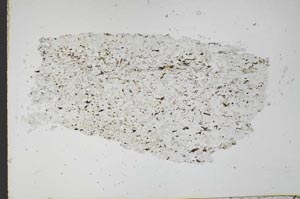 Plane Polarized, S48909
