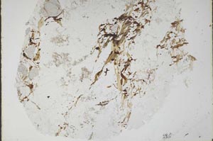 Plane Polarized, S48920