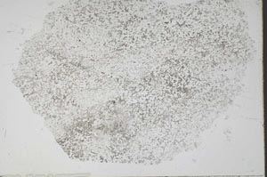 Plane Polarized, S48925