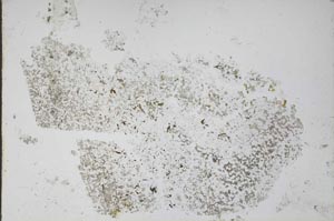 Plane Polarized, S48953
