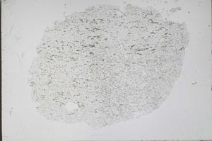 Plane Polarized, S48958