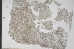 Plane Polarized, S48969