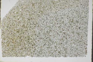 Plane Polarized, S48982