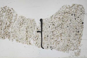 Plane Polarized, S48986/B