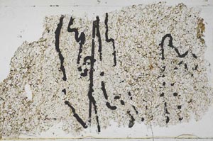 Plane Polarized, S48986/C