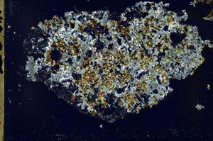 Cross Polarized, S49024