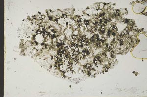 Plane Polarized, S49024