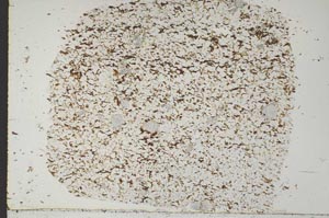 Plane Polarized, S49035