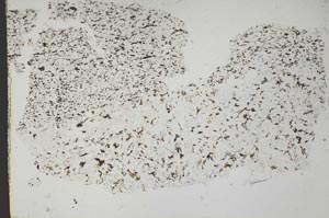 Plane Polarized, S49051