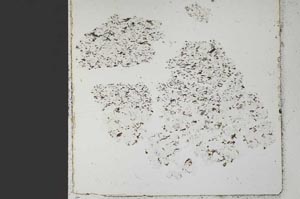 Plane Polarized, S49051/A