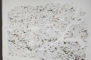 Plane Polarized, S49163