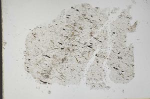 Plane Polarized, S49174