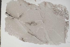 Plane Polarized, S49198