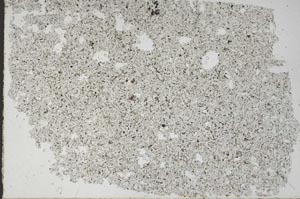 Plane Polarized, S49200