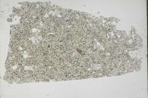 Plane Polarized, S49205