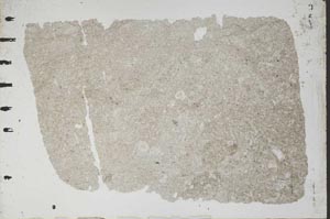 Plane Polarized, S49224