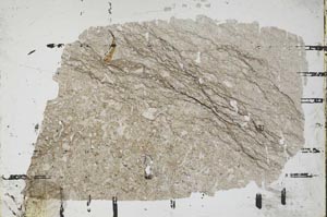 Plane Polarized, S49224/A