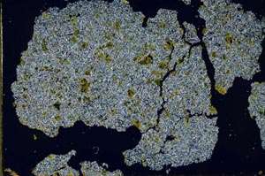 Cross Polarized, S49241