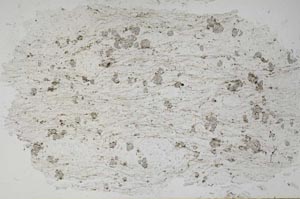 Plane Polarized, S49442