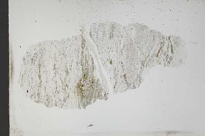 Plane Polarized, S49443