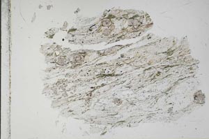 Plane Polarized, S49445