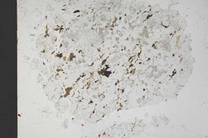 Plane Polarized, S49449