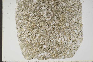 Plane Polarized, S49475