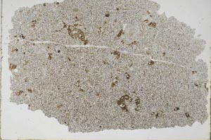 Plane Polarized, S49487