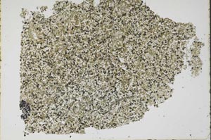 Plane Polarized, S49529