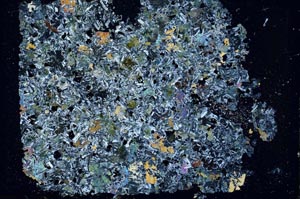 Cross Polarized, S49549