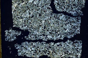 Cross Polarized, S49552