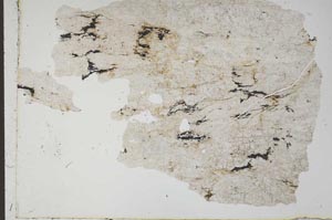 Plane Polarized, S49581