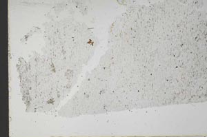 Plane Polarized, S49608