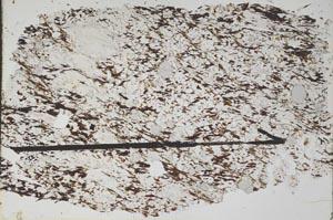 Plane Polarized, S49611