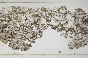 Plane Polarized, S49622