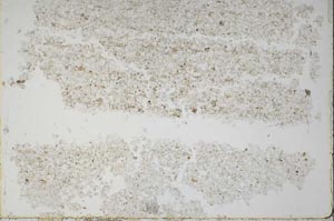 Plane Polarized, S49629