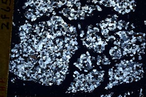 Cross Polarized, S49632