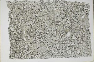 Plane Polarized, S49655