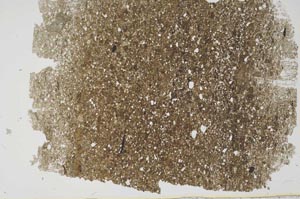 Plane Polarized, S49671